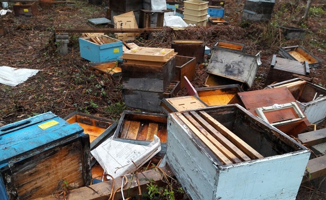 Kastamonu’da aç kalan ayı, 100 arı kovanını parçaladı
